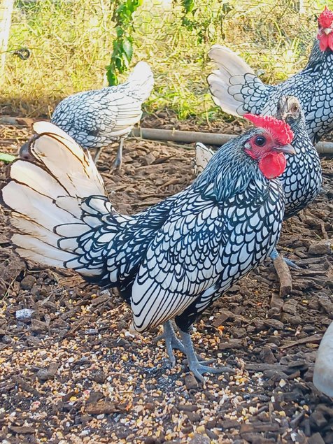 Sebright argenté liseré noir race naine Tata cocottes