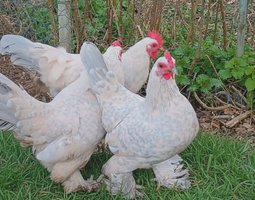 Sabelpoot porcelaine isabelle race naine Tata cocottes