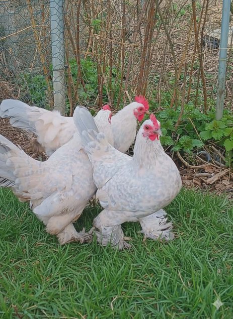 Sabelpoot porcelaine isabelle race naine Tata cocottes