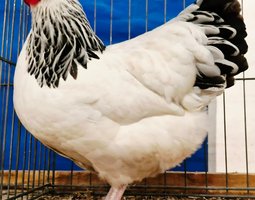 Sussex blanche herminée noire grande race Tata cocottes