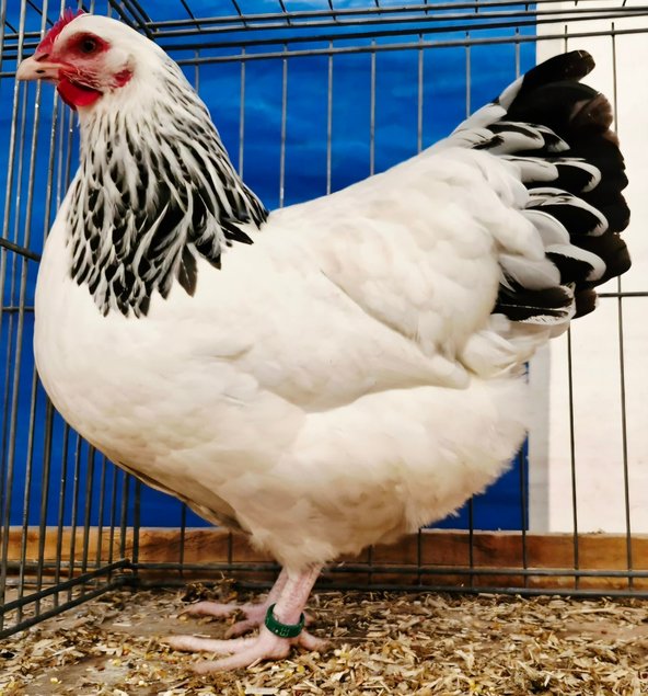 Sussex blanche herminée noire grande race Tata cocottes