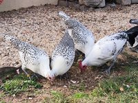 Bresse Gauloise Grise Naine