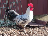 Bresse Gauloise Grise Naine