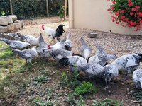 Bresse Gauloise Grise Naine