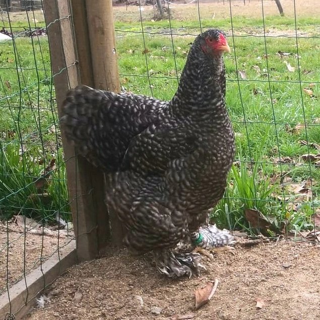 Brahma perdrix argenté 🇺🇸