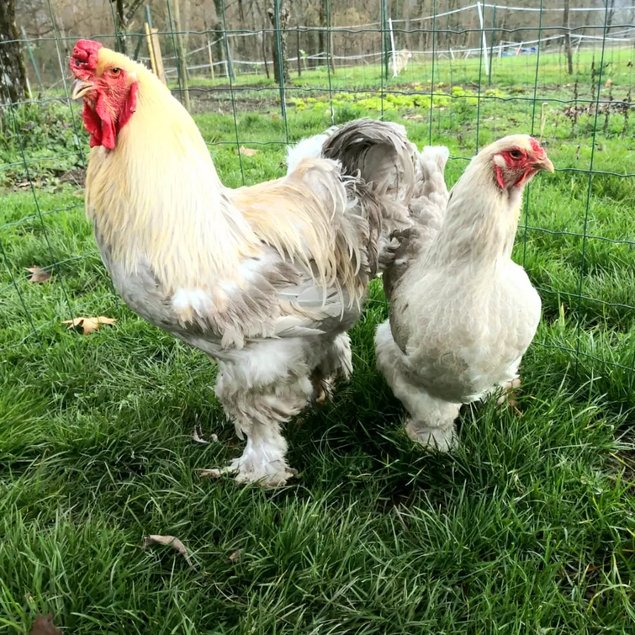 Brahma isabelle / gris perle 🇺🇸