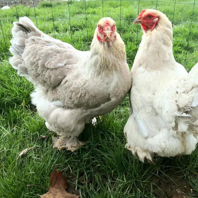 Brahma isabelle / gris perle 🇺🇸