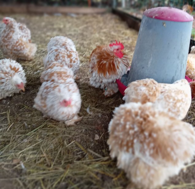 Pékins porcelaines blanc doré, lisses et frisées