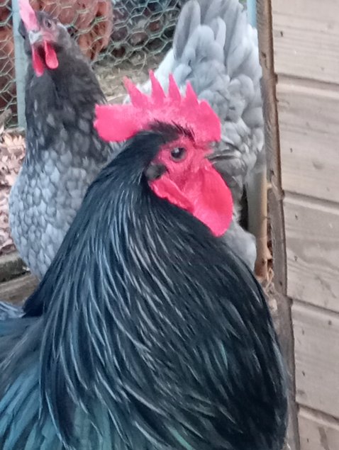 Australorps noires ou bleues