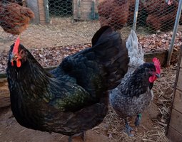 Australorps noires ou bleues