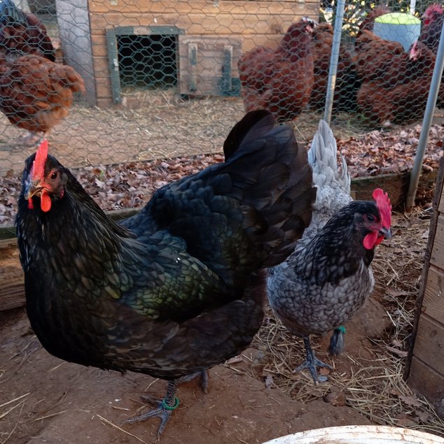 Australorps noires ou bleues