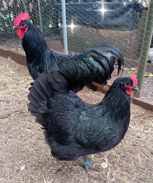 Australorps noires ou bleues