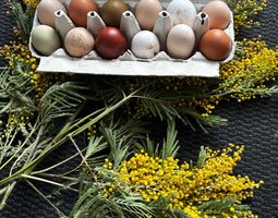 Panier d’œuf fécondés assortiment de vert bleu kaki blanc.