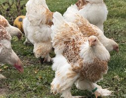 BRAHMA LISERÉ BLANC DORE