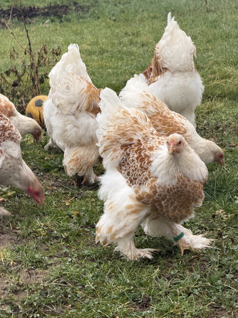 BRAHMA LISERÉ BLANC DORE