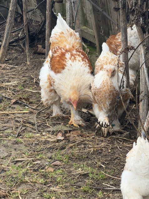 BRAHMA LISERÉ BLANC DORE