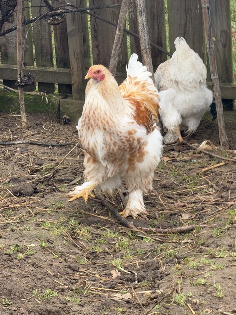 BRAHMA LISERÉ BLANC DORE