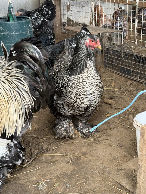 BRAHMA  ARGENTE LISERE  NOIR