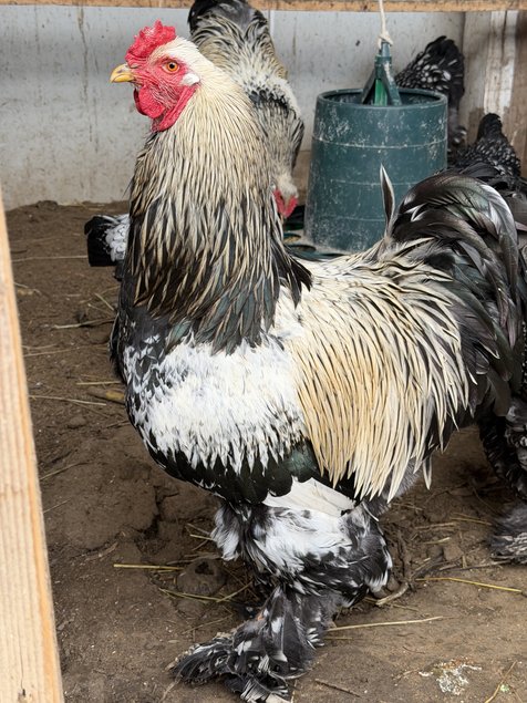 BRAHMA  ARGENTE LISERE  NOIR