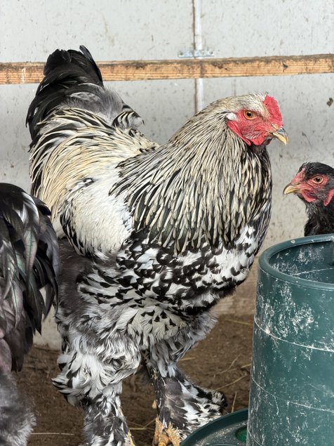 BRAHMA  ARGENTE LISERE  NOIR