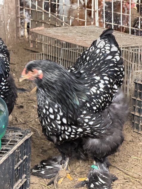 BRAHMA  ARGENTE LISERE  NOIR