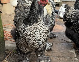 BRAHMA  ARGENTE LISERE  NOIR