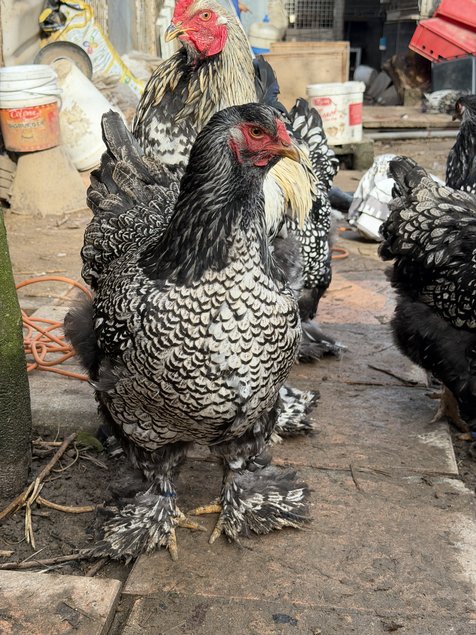 BRAHMA  ARGENTE LISERE  NOIR