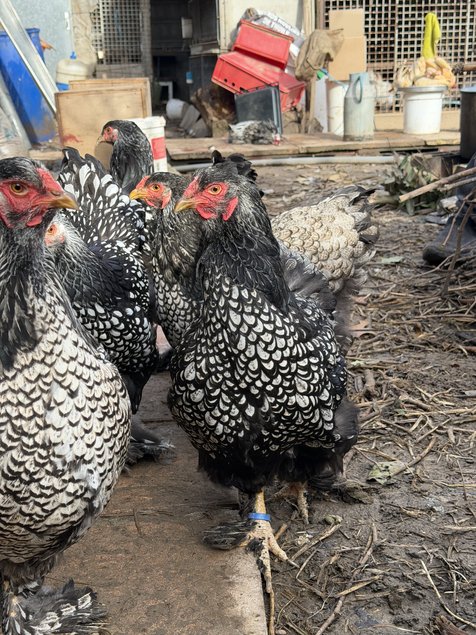 BRAHMA  ARGENTE LISERE  NOIR