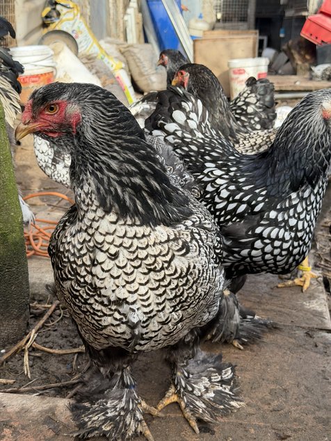 BRAHMA  ARGENTE LISERE  NOIR