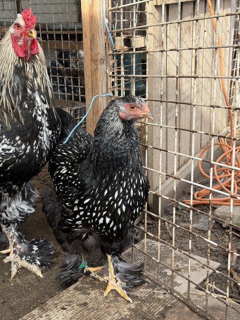BRAHMA  ARGENTE LISERE  NOIR