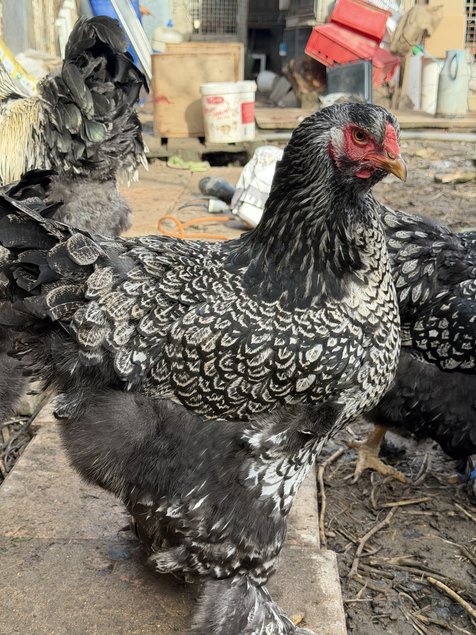 BRAHMA  ARGENTE LISERE  NOIR