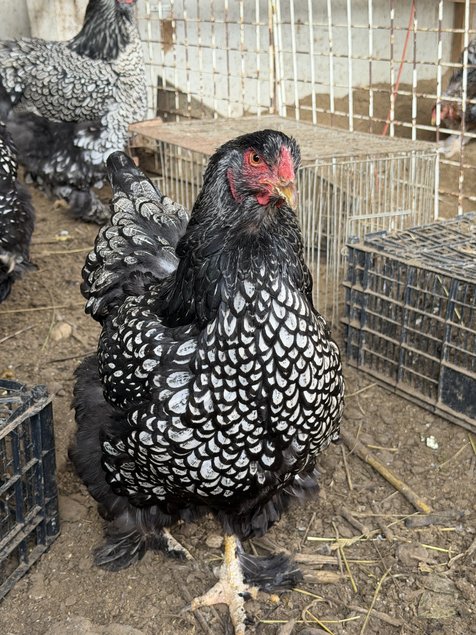 BRAHMA  ARGENTE LISERE  NOIR