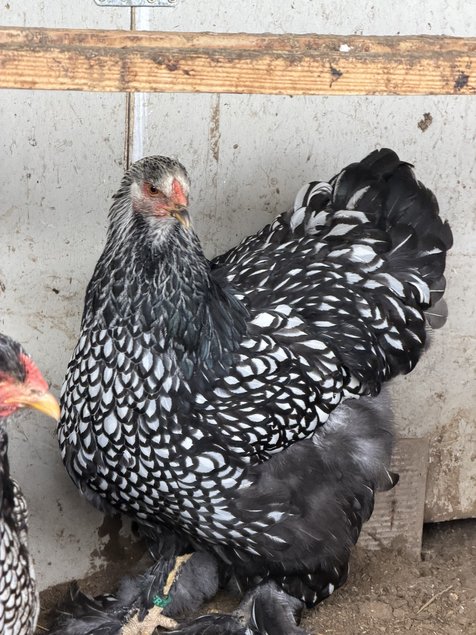 BRAHMA  ARGENTE LISERE  NOIR