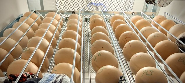 Oeufs Poules Gasconnes (Astarac Bigorre) qualité exposition