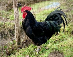Oeufs Poules Gasconnes (Astarac Bigorre) qualité exposition