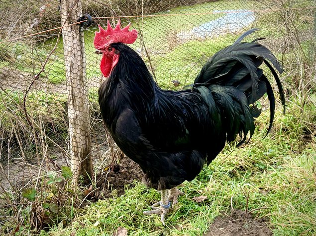 Oeufs Poules Gasconnes (Astarac Bigorre) qualité exposition
