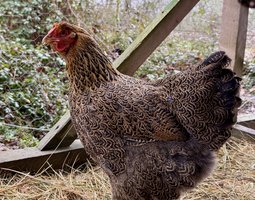 🇫🇷 Oeufs wyandotte perdrix maillé doré grande race🇫🇷