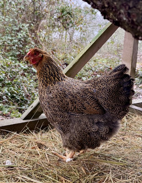 🇫🇷 Oeufs wyandotte perdrix maillé doré grande race🇫🇷