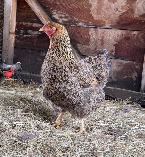 🇫🇷 Oeufs wyandotte perdrix maillé doré grande race🇫🇷