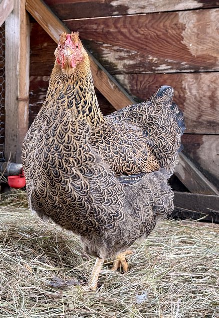 🇫🇷 Oeufs wyandotte perdrix maillé doré grande race🇫🇷