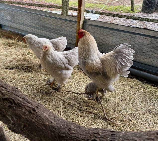 🇫🇷Oeufs Brahma Isabelle naines 🇫🇷