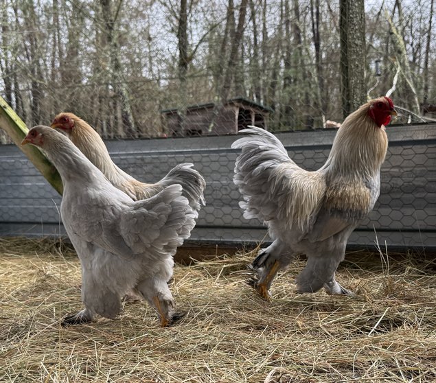 🇫🇷Oeufs Brahma Isabelle naines 🇫🇷