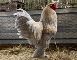 🇫🇷Oeufs Brahma Isabelle naines 🇫🇷