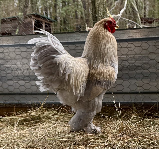 🇫🇷Oeufs Brahma Isabelle naines 🇫🇷