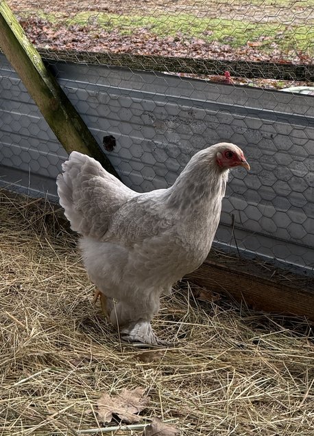 🇫🇷Oeufs Brahma Isabelle naines 🇫🇷