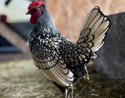 🇫🇷 Œufs Sebright Argenté 🇫🇷