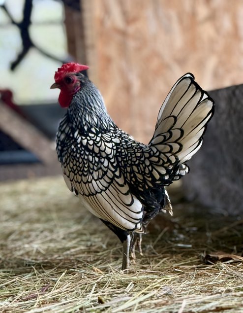 🇫🇷 Œufs Sebright Argenté 🇫🇷