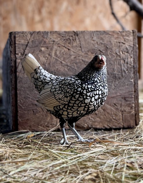 🇫🇷 Œufs Sebright Argenté 🇫🇷