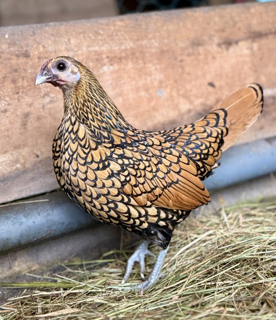 🇫🇷 Œufs Sebright doré 🇫🇷