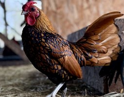 🇫🇷 Œufs Sebright doré 🇫🇷